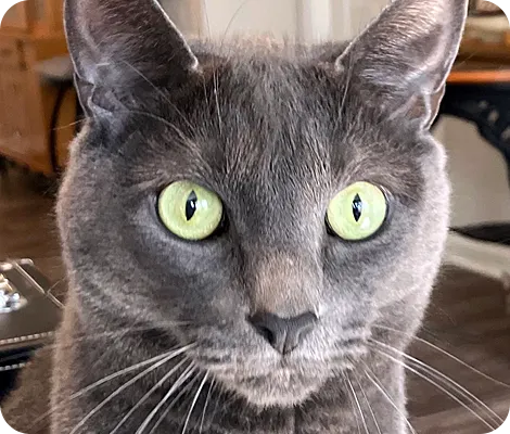 Grey cat with bright green eyes