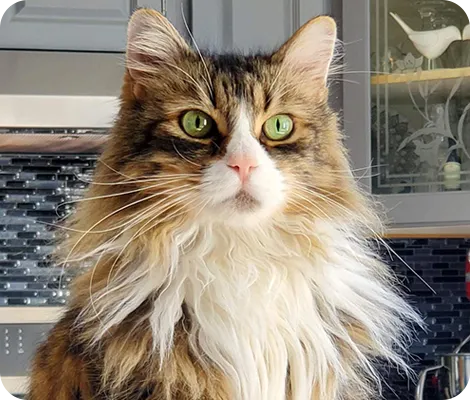 Jupiter the cat