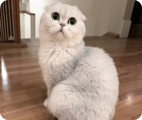 Louis the cat