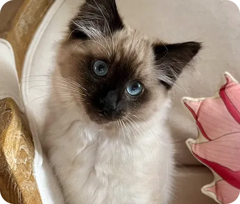 A Siamese kitten