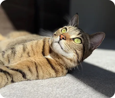 A tabby cat in the sun