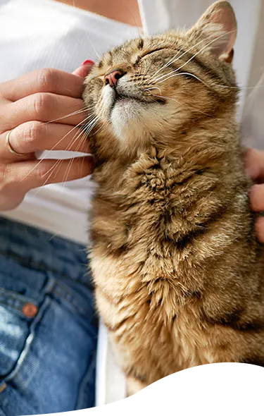 Woman pets her cuddly cat