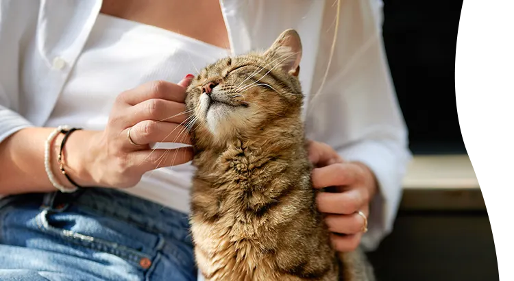 Woman pets her cuddly cat