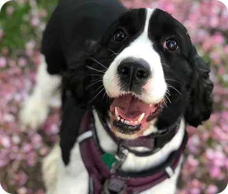A black and white dog