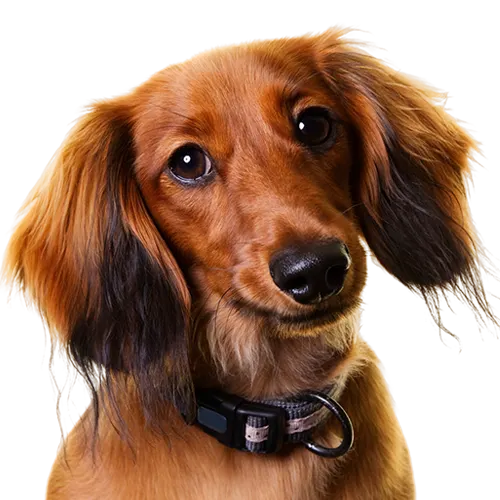 Dachshund