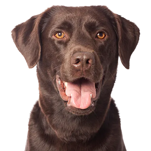 Labrador