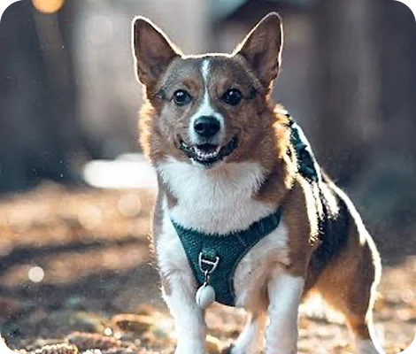 Quill the Corgi