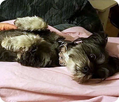 Sassy the little black dog