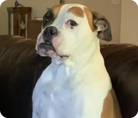 A white and brown dog