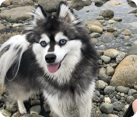 Vaydas the Husky