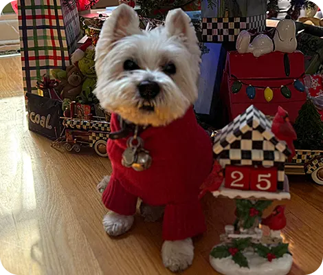 White dog in a red sweater