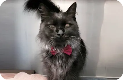 Jagger the cat