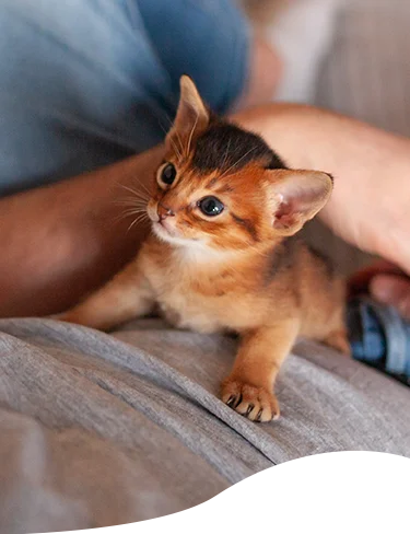 A kitten on someone's lap