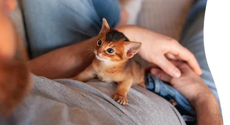 A kitten on someone's lap