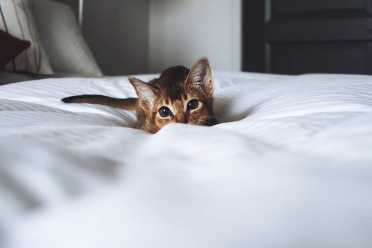 Small loving kitten