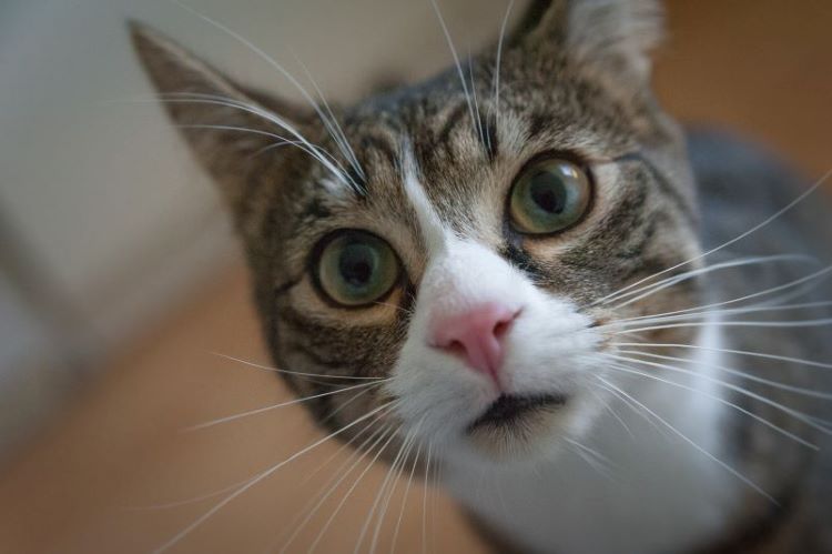 chat d' race mixte