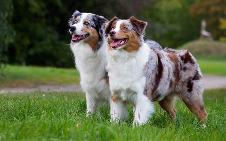two-australian-shepherds