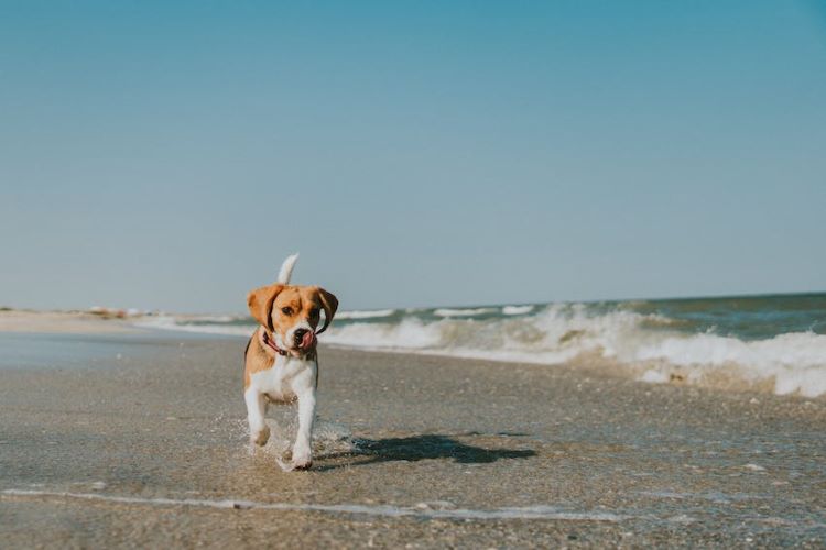 beagle-éclaboussures-été-bord de mer