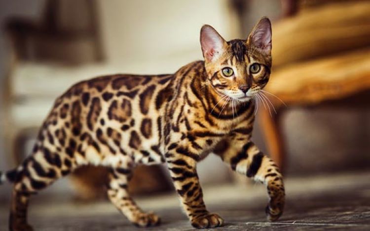 chat-bengal
