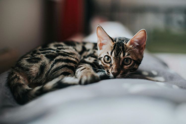 bengal-chaton