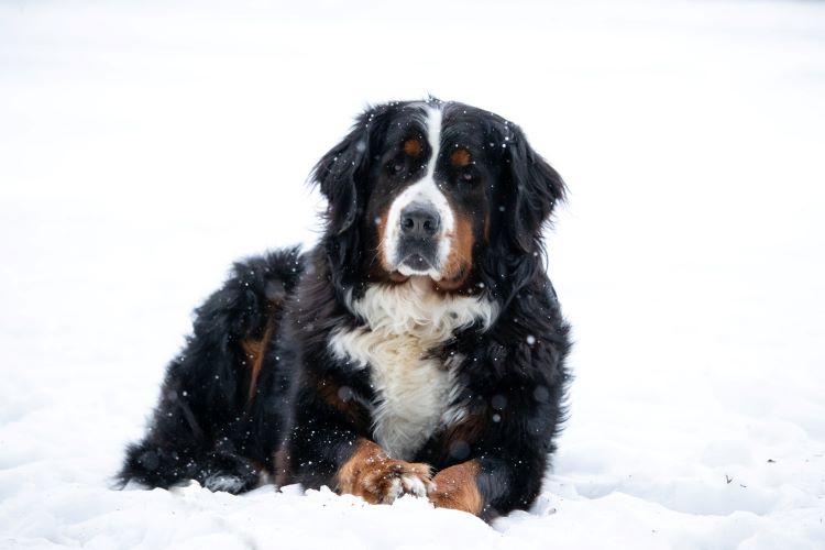 chiens de montagne bernois
