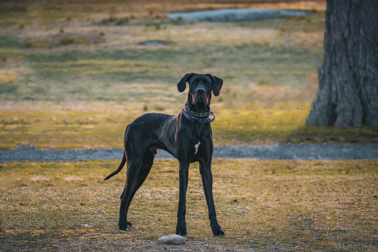 chien danois