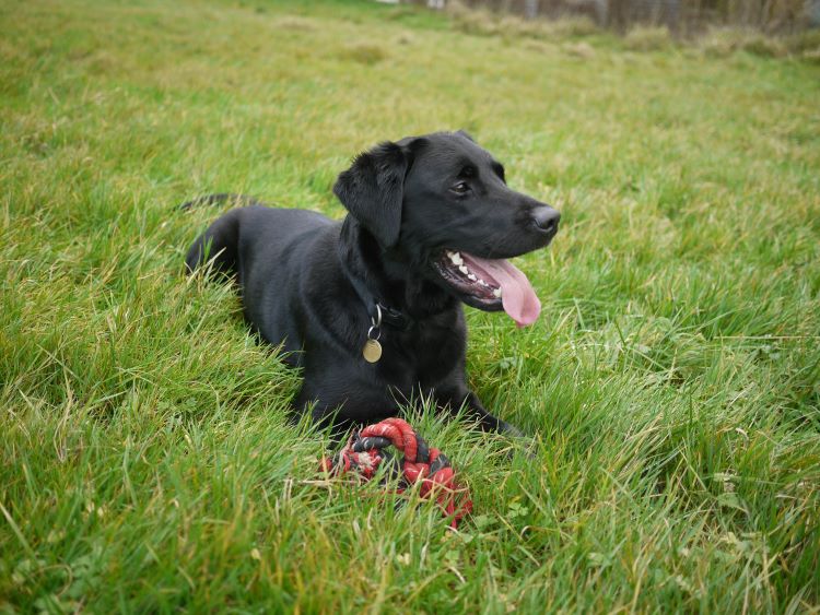 chien labrador retriever dans un champ