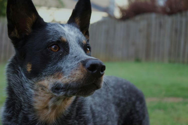 Australian Cattle Dog