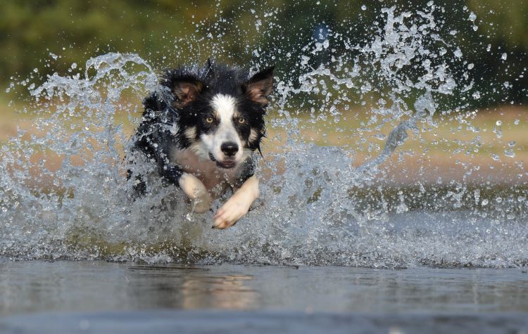 border collie sautant dans l'eau