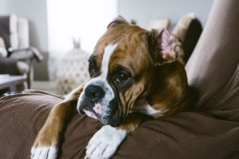 Boxer dog sitting over the arm of a couch.