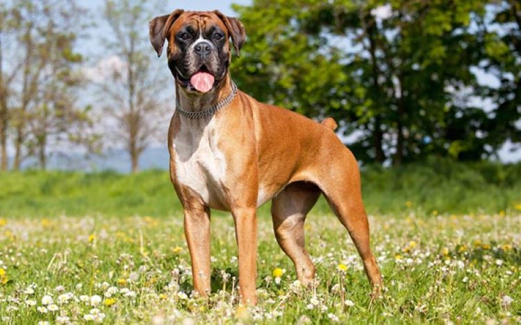 boxer spring