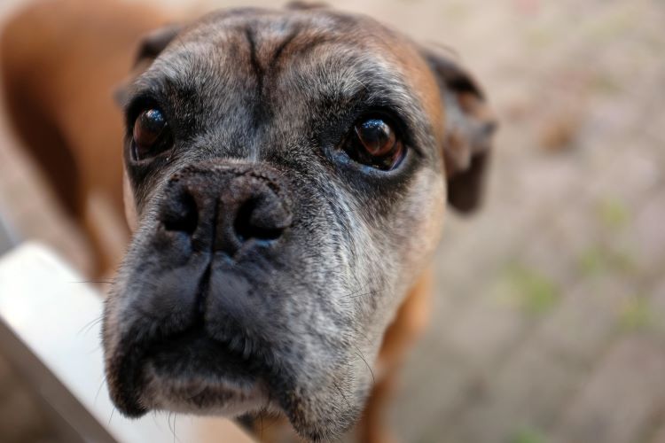 Boxer flat face