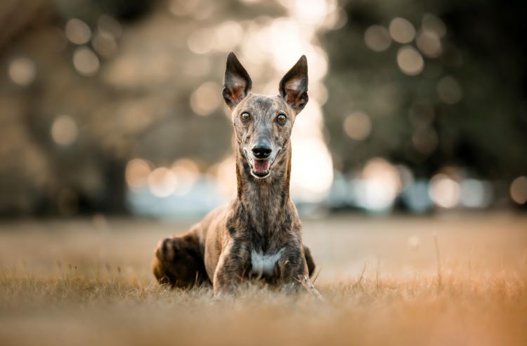 cards Guide de race de chien Greyhound