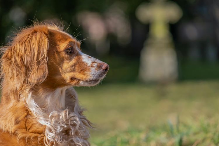 brittany-dog-orange-white