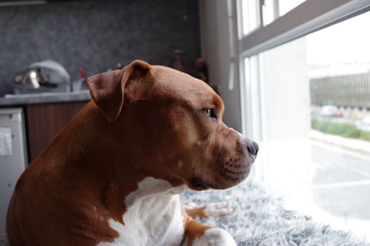 brown-dog-waiting-window