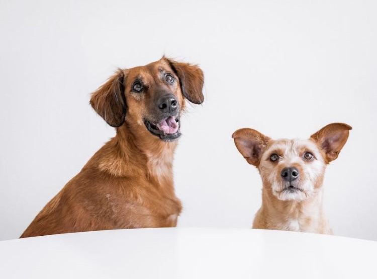 deux-chiens-table