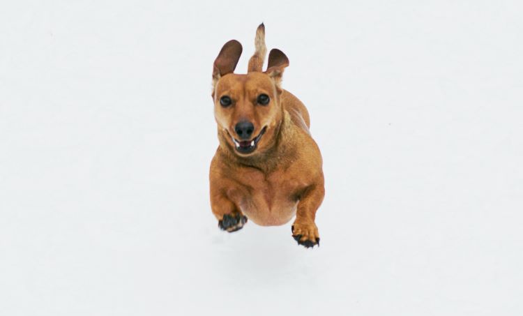 mini-dachshund-leap