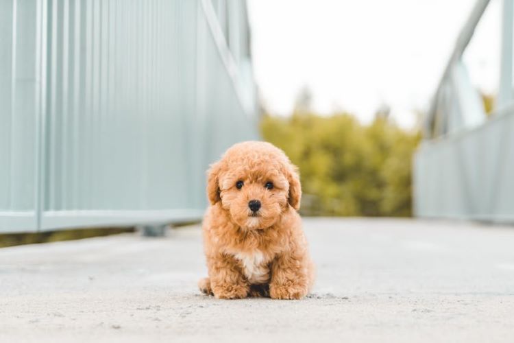 Chiot