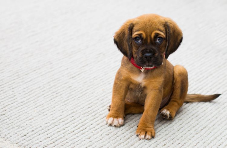 chiot brun tapis gris