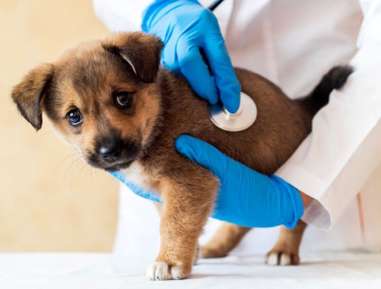 chiot-vet