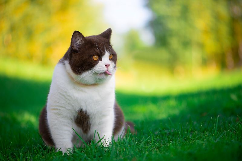 Brown and white British shorthair.