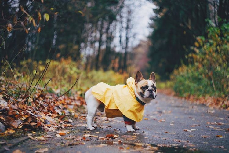 French bulldog fall