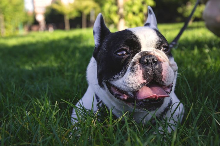 herbe bouledogue