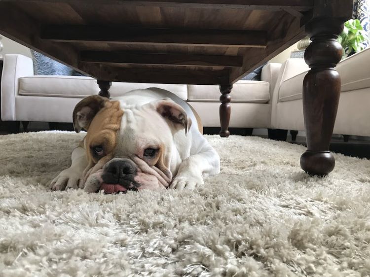Bulldog