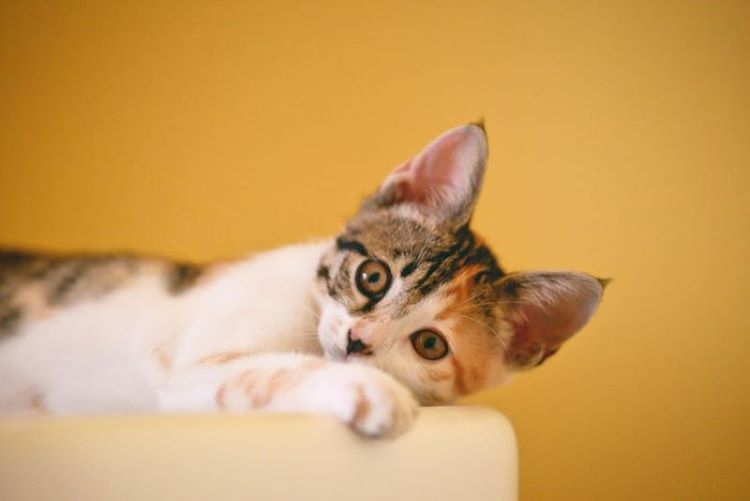 calico