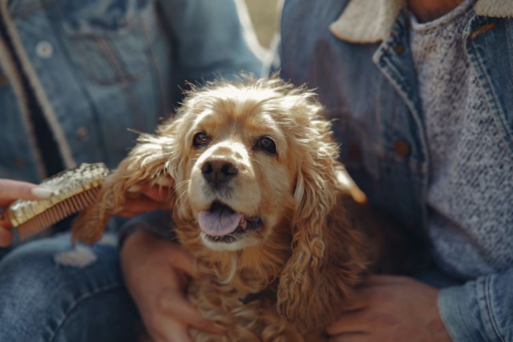calme-cocker-épagneul-chien