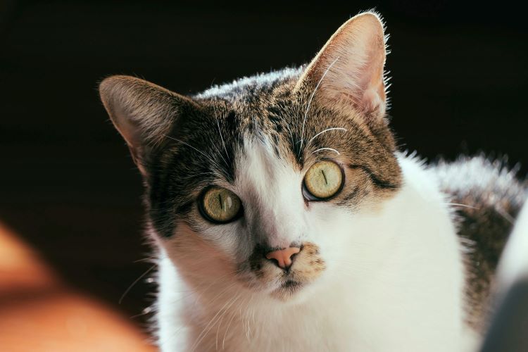 chat stare