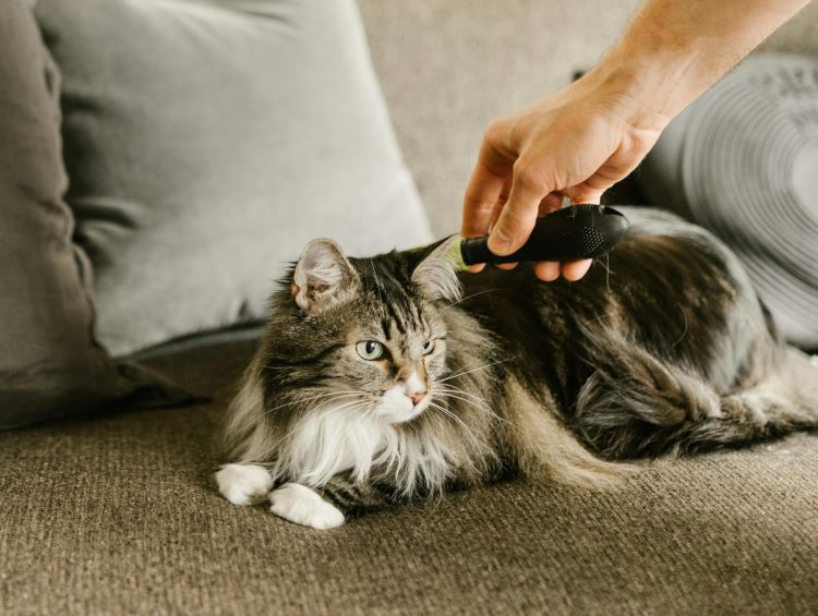 chat-poil-canape