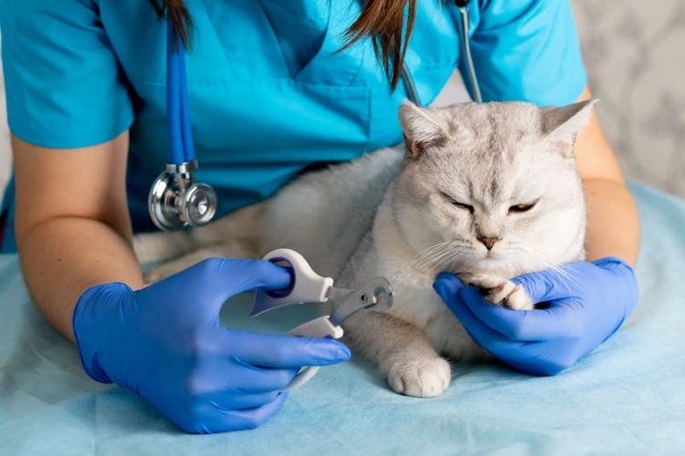 cat-nail-trim