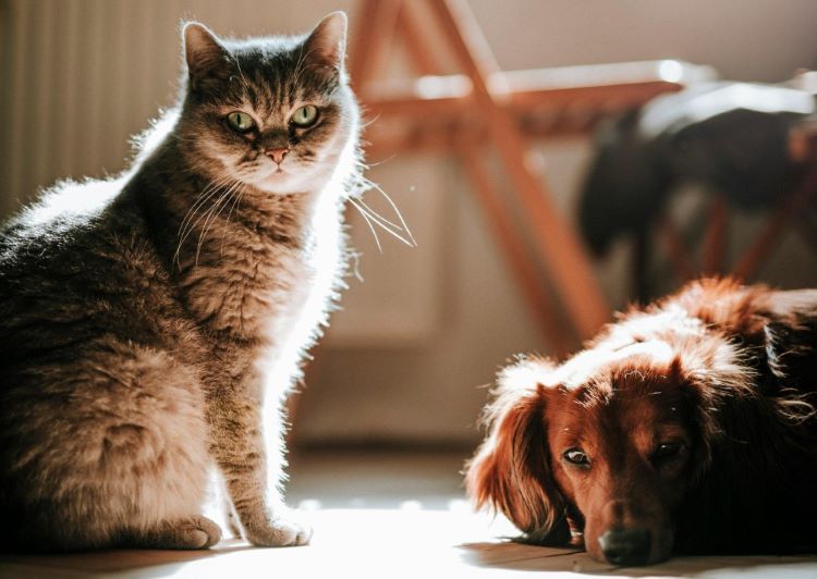 chat chien soleil